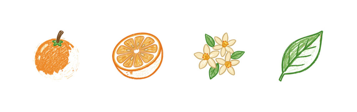 Citrus Fruits and Orange Slices Botanical Elements with Colorful Crayony Pencil Texture and Fluid Colorful Aesthetic