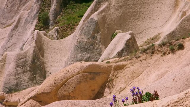 A close-up shot of the unique, pink-hued volcanic tuff rock formations, or "fairy chimneys," found in the Red or Rose Valley of G&ouml;reme National Park, a UNESCO World Heritage Site in Central Anatolia, 