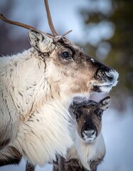 Fototapeta premium Mother and fawn reindeer duo captured in a snowy, natural winter landscape setting