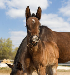 Sylwetka młodego konia na tle swojej matki © kubikactive