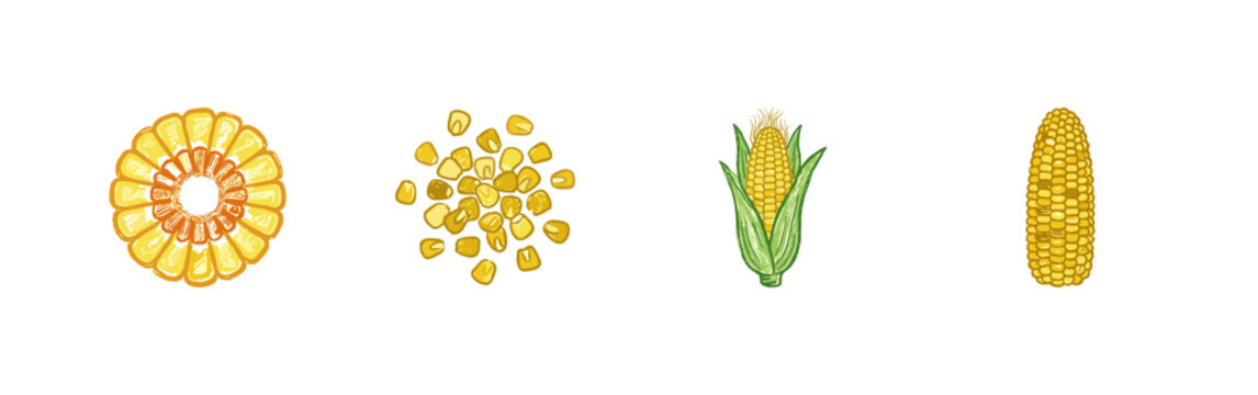 Maize Agriculture and Corn Harvest Elements with Colorful Crayony Pencil Texture and Organic Colorful Style