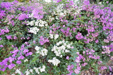 Fototapeta premium Beautiful pink and white bougainvillea flowers blooming in the garden shrub.
