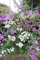 Fototapeta premium Tropical pink and white bougainvillea bush with green leaves under sunlight.