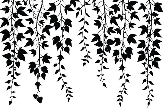 hanging ivy vine patterns leaves silhouette line art vector illustration