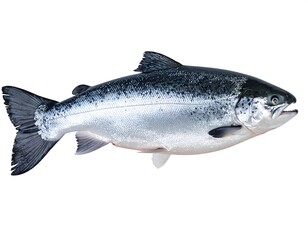 Obraz premium Isolated, detailed view of a salmon, showing scales and fins, against a pristine white backdrop