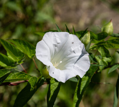 Field bindweed
