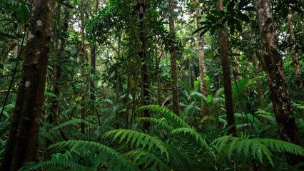 Naklejka premium Dense rainforest undergrowth with ferns among tall trees