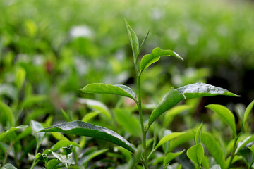Fototapeta premium Close Up of Fresh Tea Plant Leaves in Green Plantation Field