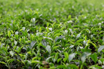 Fototapeta premium Tea Leaves with Smooth Background Blur Nature Concept