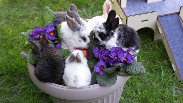 rabbit in the basket