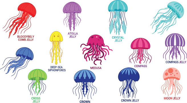 Colorful Jellyfish Collection Featuring Different Species like Bloodybelly, Atolla, Crystal, Medusa, Crown, and Compass Jellyfish for Digital Art, Illustrations, and Marine Life Projects.