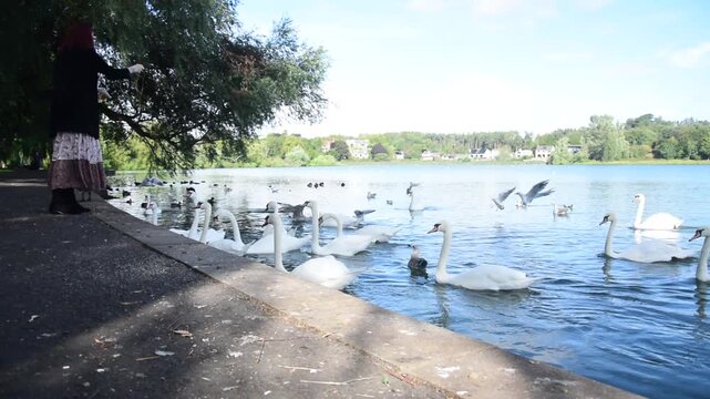 Medium wide shot of a woman standing at the side of a lake feeding ducks and swans on a summer day with trees in the background