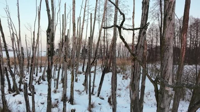 Dense thin tree trunks in a winter wetland landscape