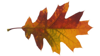 Fototapeta premium Single fallen oak leaf with vibrant autumn colors of red, orange, and yellow on white background