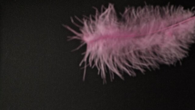 Pink feather on black background. Slow-motion abstract delicate pink plumage gently falling and scattering across a black backdrop with soft, ethereal movement.