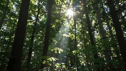 Fototapeta premium Dense woodland with sunbeams streaming between tall trunks