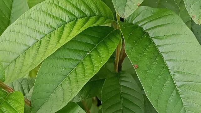 Vibrant green guava leaves show prominent veins and a fresh, natural appearance.