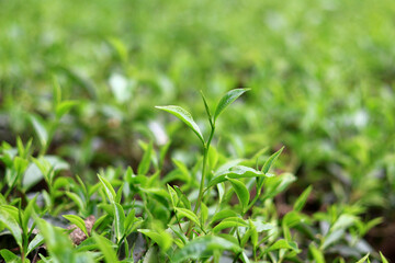 Fototapeta premium Fresh Tea Leaves Picking Close Up Natural Farming Concept
