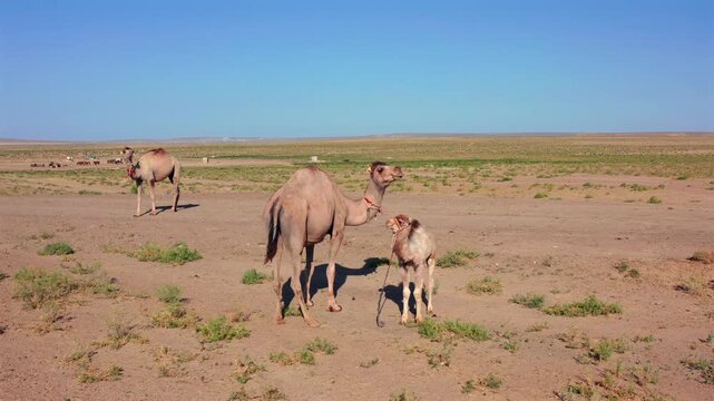 camel family with baby in desert, aerial view of animals standing on arid terrain, wildlife and nature concept with open landscape and natural environment