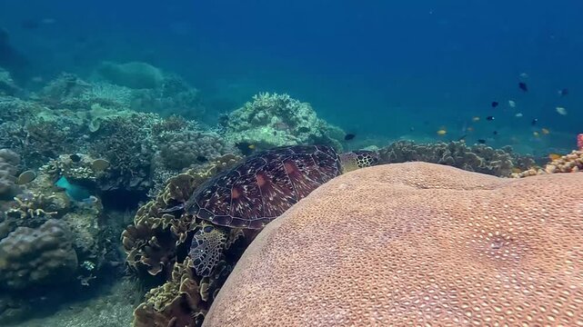 Tracking shot of a lone green sea turtle (chelonia mydas) swimming among a thriving healthy coral reef populated by turbinaria, acropora and porites coral species in Dauin, Philippines