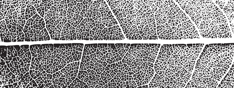 Black and white close-up of leaf veins and cells texture