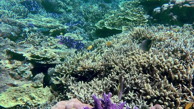 Candid snorkeling pov to a colorful underwater vista of a coral reef and spotting an Eastern triangle butterflyfish (Chaetodon baronessa) foraging among the purple colored acropora spathulata