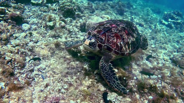 A green sea turtle (chelonia mydas) with a remora attached on its shell gets close towards the camera in a display of playfulness and curiosity during a snorkeling activity in Dauin, Philippines
