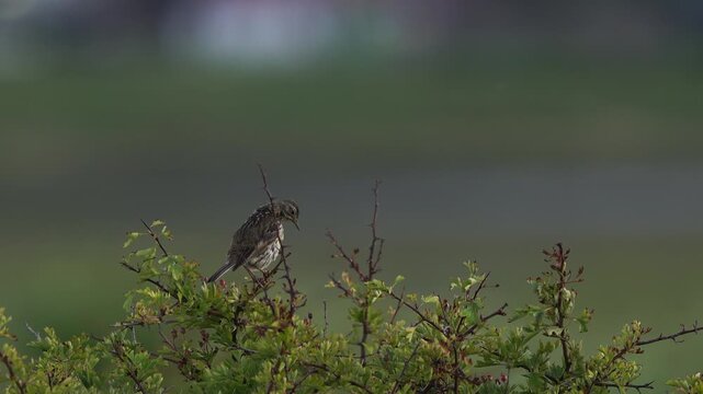 A meadow pipit (Anthus pratensis) preening its feathers while sitting in the top of a bush