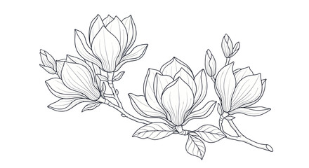 Elegant black and white magnolia flower line art illustration. © Vertu
