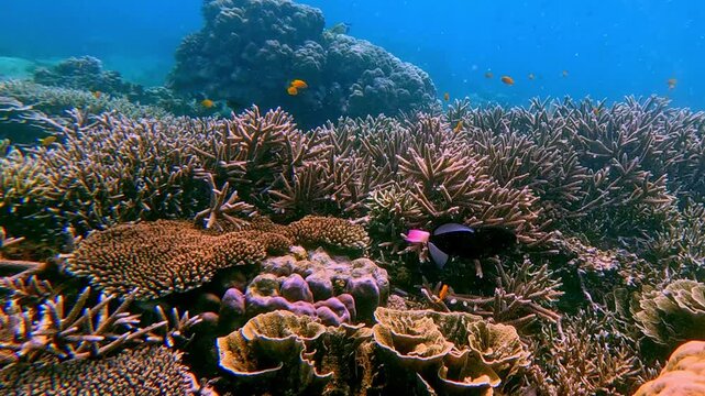 Tracking shot following the movements of a pinktail triggerfish (Melichthys vidua) as it swims across the dense colorful coral reef until it goes out of frame. Wildlife sighting during a snorkeling 