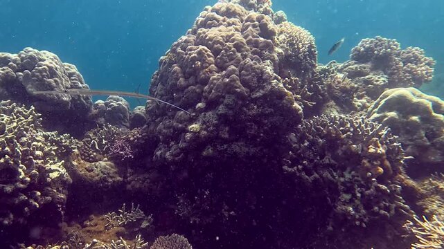 Dolly forward tracking shot of a Bluespotted cornetfish (Fistularia commersonii) swimming away into the vast coral reef, sighting and observation of wildlife in Dauin, Philippines