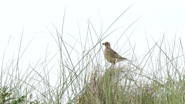 A skylark (Alauda Arvensis) sitting in the grass with insects in its beak