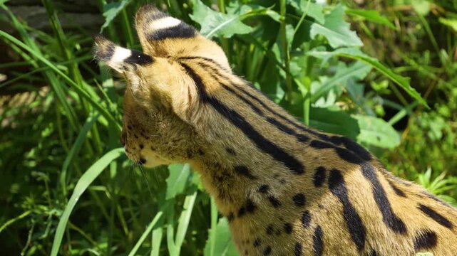 Close up of a serval cat sitting in high grass on a meadow on a sunny day looking around
