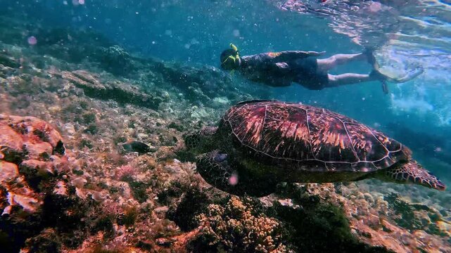 Dutch angle a man snorkeling and swimming pass a green sea turtle (chelonia mydas) busy eating in the shallow hazy plankton rich coastal water of Apo Island. Dauin, Philippines