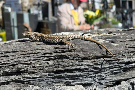 Mauereidechse Podarcis muralis