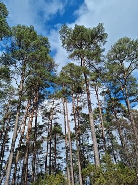 Tall pine trees against blue sky