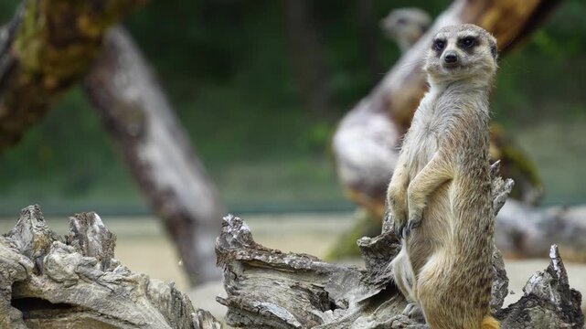 Close up of meerkat looking around and guarding on a sunny spring day