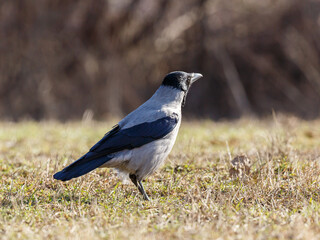 Naklejka premium The grey crow ( Latin- Corvus cornix ) is a species of bird from the genus Ravens
