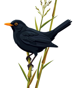 Dark-plumaged blackbird clinging to tall green marsh reeds