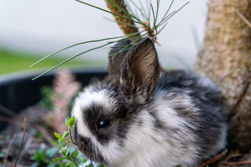 Obraz premium rabbit in the garden