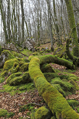 Naklejka premium bosque con árboles y rocas cubiertos de musgo en invierno país vasco 4M0A1713-as26