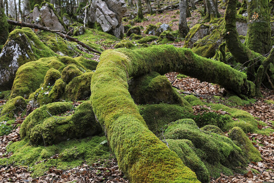 bosque con &aacute;rboles y rocas cubiertos de musgo en invierno pa&iacute;s vasco  4M0A1723-as26