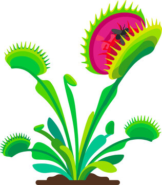 Venus flytrap plant catching a fly in its open green jaws