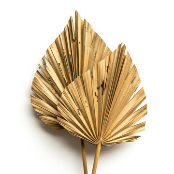 Two dried golden palm leaves arranged together with a fan shape and intricate natural textures