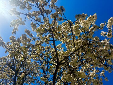 blooming cherry tree