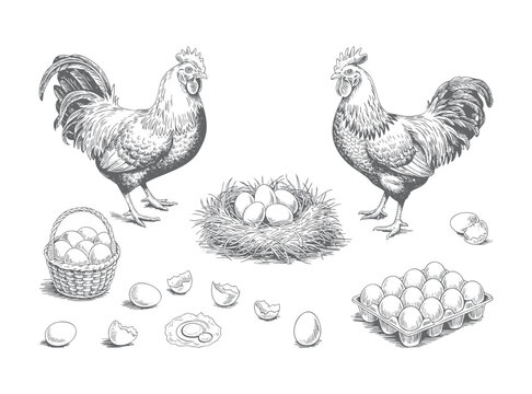 Vintage rooster and eggs illustration set hand drawn engraving style. Retro rooster and egg elements isolated line art set.