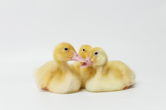 Funny ducklings on a gray background
