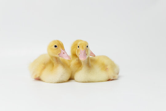 Funny ducklings on a gray background