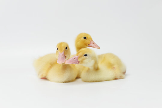 Funny ducklings on a gray background