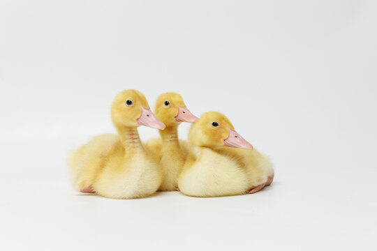 Funny ducklings on a gray background